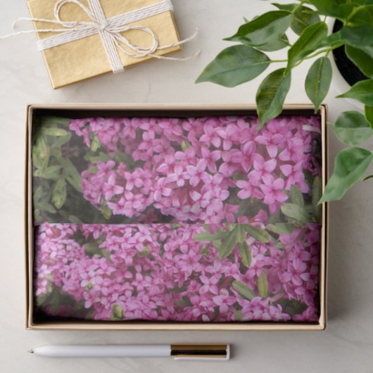 Hübsch rosa Daphne Seidenpapier (Geschenk)