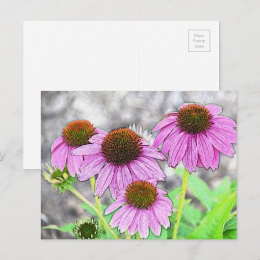 Hübsch rosa Färbung Postkarte (Vorne/Hinten)