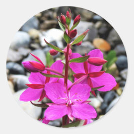 Hübsch rosa feuerwebe Wildblumen Blühen in Kanada Runder Aufkleber