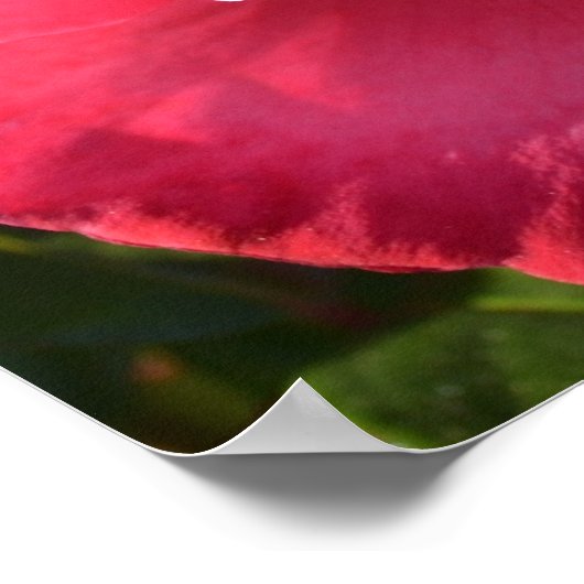 Hübsch rosa Herbstposter Rose Poster (Ecke)