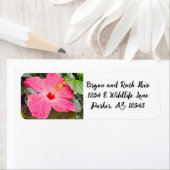 Hübsch rosa Hibiskus (Insitu)