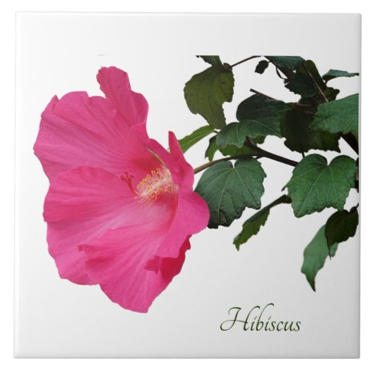 Hübsch rosa Hibiskus auf weiß Fliese (Vorderseite)