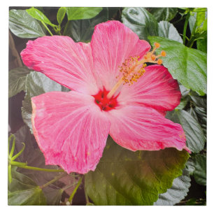 Hübsch rosa Hibiskus Fliese