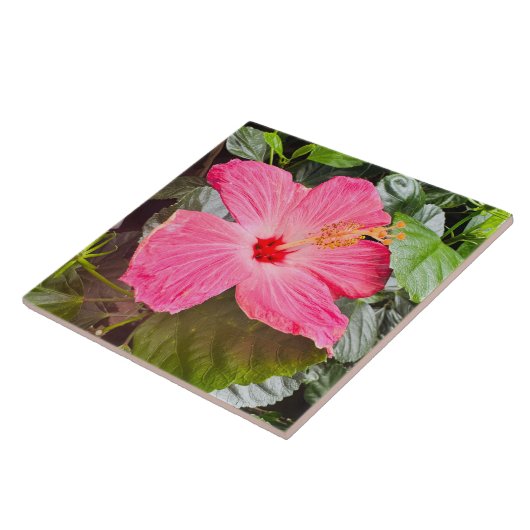 Hübsch rosa Hibiskus Fliese (Seite)