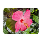 Hübsch rosa Hibiskus Magnet (Horizontal)