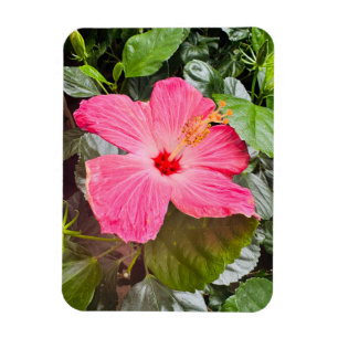 Hübsch rosa Hibiskus Magnet