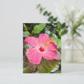 Hübsch rosa Hibiskus Postkarte (Stehend Vorderseite)