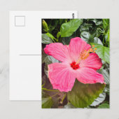 Hübsch rosa Hibiskus Postkarte (Vorne/Hinten)