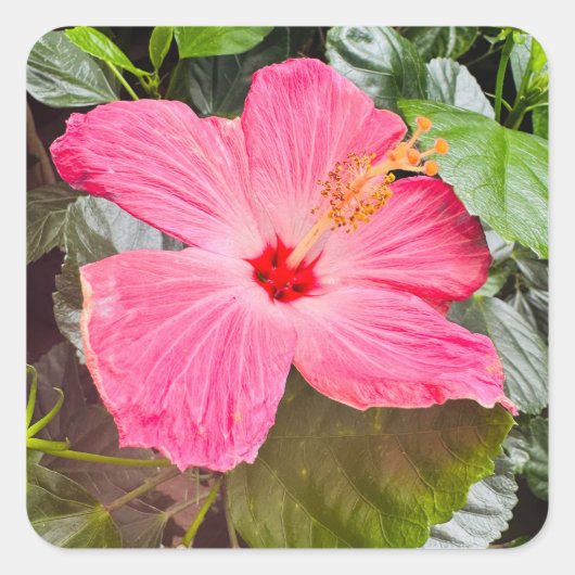 Hübsch rosa Hibiskus Quadratischer Aufkleber (Vorderseite)
