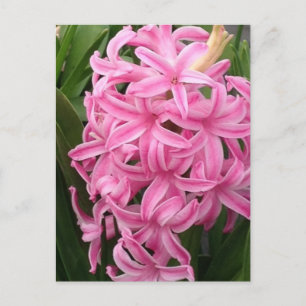 Hübsch rosa Hyazinthe-Blume Postkarten