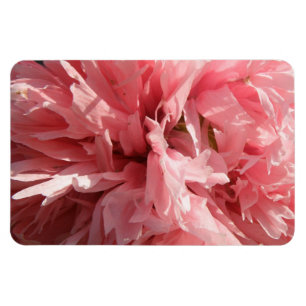Hübsch rosa Mohnblüte Magnet