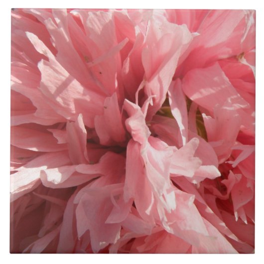 Hübsch rosa Mohndecke Fliese (Vorderseite)