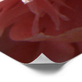 Hübsch rosa Mohndruck Poster (Ecke)