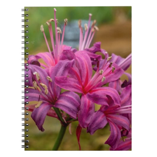 Hübsch rosa Nerine Blume Spiralnotebook Notizblock (Vorderseite)
