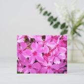 Hübsch rosa Phlox Postkarte (Stehend Vorderseite)
