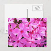 Hübsch rosa Phlox Postkarte (Vorne/Hinten)