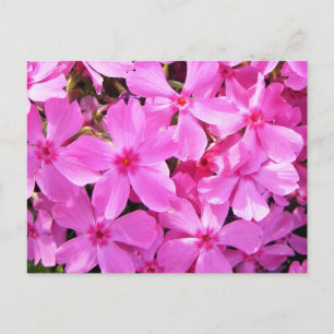 Hübsch rosa Phlox Postkarte