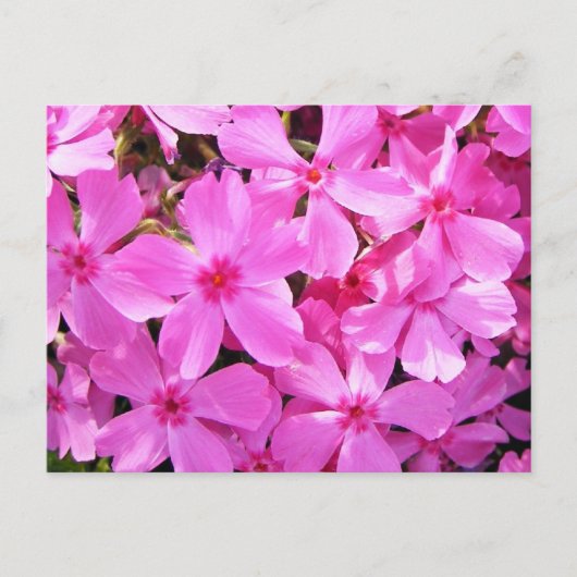 Hübsch rosa Phlox Postkarte (Vorderseite)