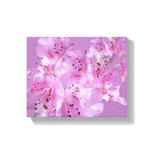 Hübsch-rosa Rhododendron Blüte Blumenzauber