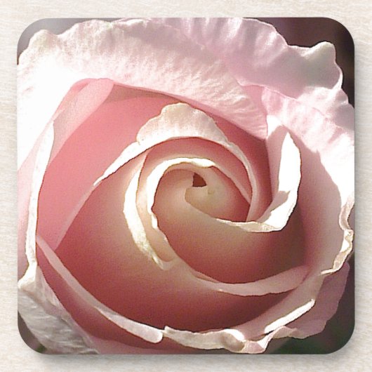 Hübsch rosa Rosa Untersetzer (Vorderseite)