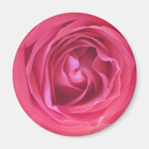 Hübsch Rosa Rose Magnet