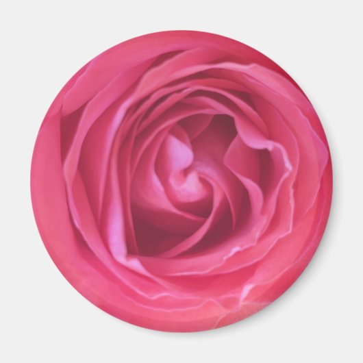 Hübsch Rosa Rose Magnet (Vorne)