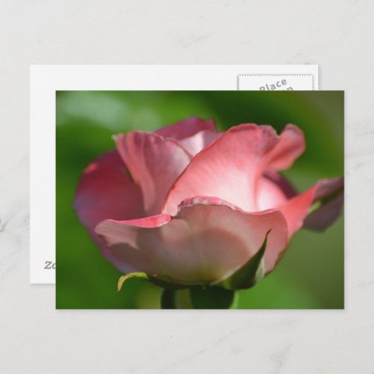 Hübsch Rosa Rose Postkarte (Vorne/Hinten)