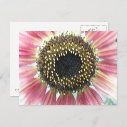 Hübsch rosa Sonnenblume Postkarte (Vorne/Hinten)
