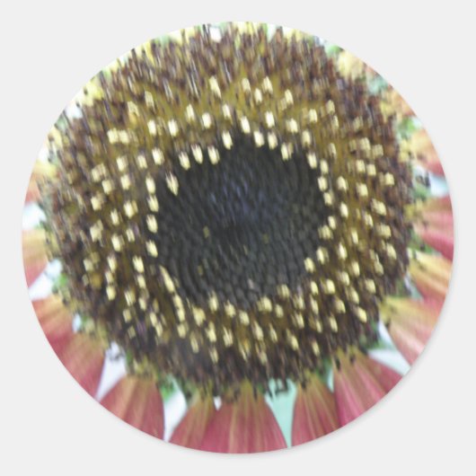 Hübsch rosa Sonnenblumenkleber Runder Aufkleber (Vorderseite)