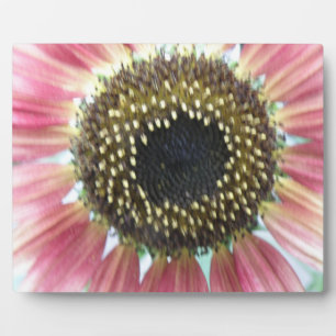 Hübsch rosa Sonnenblumenplatte Fotoplatte