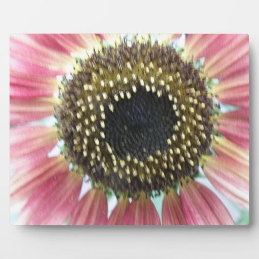 Hübsch rosa Sonnenblumenplatte Fotoplatte (Vorderseite)