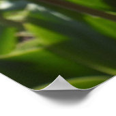 Hübsch-rosa Tulips Poster (Ecke)