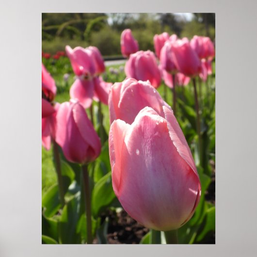 Hübsch-rosa Tulips Poster (Vorne)