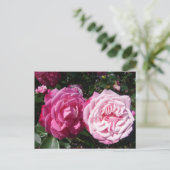 Hübsch rosa Vintage Rose Foto Postkarte (Stehend Vorderseite)