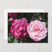 Hübsch rosa Vintage Rose Foto Postkarte (Vorne/Hinten)
