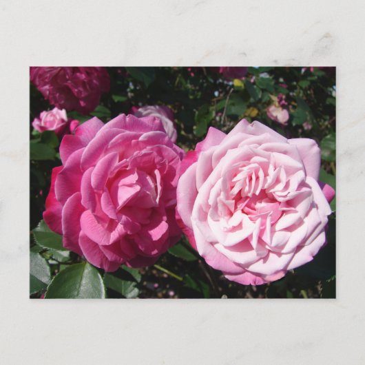 Hübsch rosa Vintage Rose Foto Postkarte (Vorderseite)