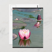Hübsch rosa Wasserlilie Postkarte (Vorne/Hinten)