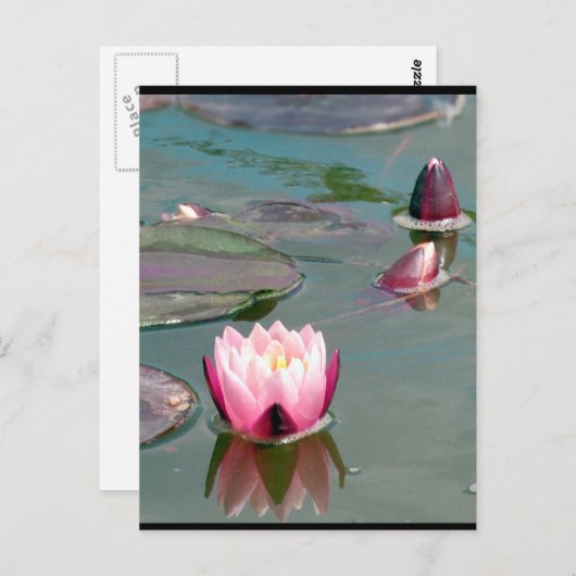 Hübsch rosa Wasserlilie Postkarte (Vorne/Hinten)