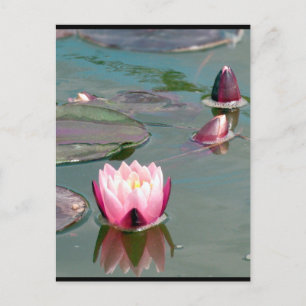 Hübsch rosa Wasserlilie Postkarte
