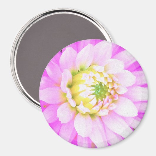 Hübsch rosa, weiß und gelb Kaktus Dahlia Macro Magnet (Vorderseite/Rückseite)