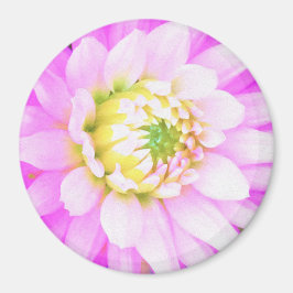 Hübsch rosa, weiß und gelb Kaktus Dahlia Macro Magnet