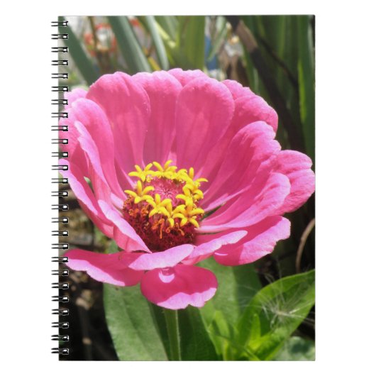Hübsch rosa Zinnia-Notebook Notizblock (Vorderseite)