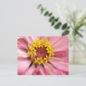 Hübsch rosa Zinnia Postkarte (Stehend Vorderseite)