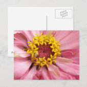 Hübsch rosa Zinnia Postkarte (Vorne/Hinten)