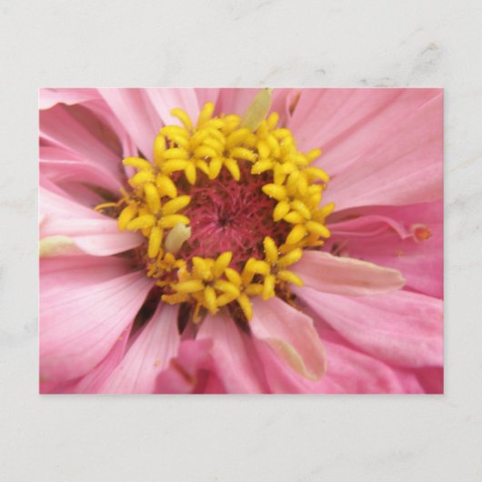 Hübsch rosa Zinnia Postkarte (Vorderseite)