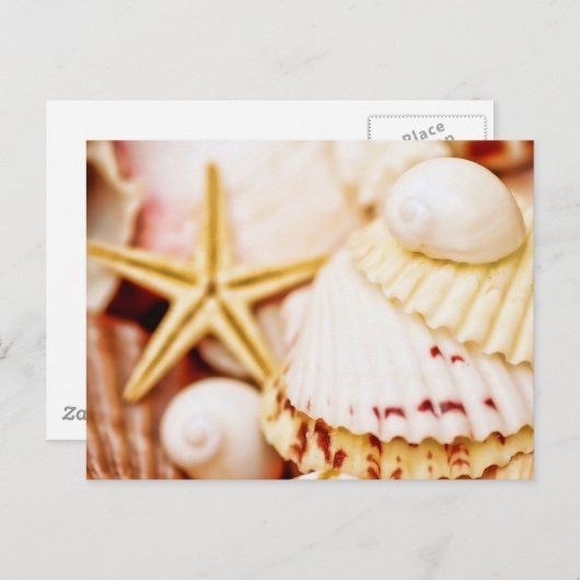 Hübsch Seashells Postkarte (Vorne/Hinten)