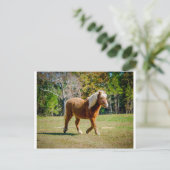 Hübsch Shetland Pony Postkarte (Stehend Vorderseite)