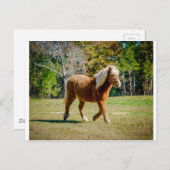 Hübsch Shetland Pony Postkarte (Vorne/Hinten)