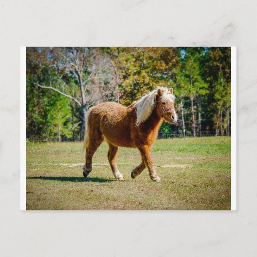 Hübsch Shetland Pony Postkarte (Vorderseite)