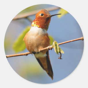 Hübsch sitzen: Male Rufous Hummingbird Runder Aufkleber